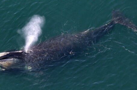 Черепот на предок на кит во Перу укажува на застрашувачки антички предатор