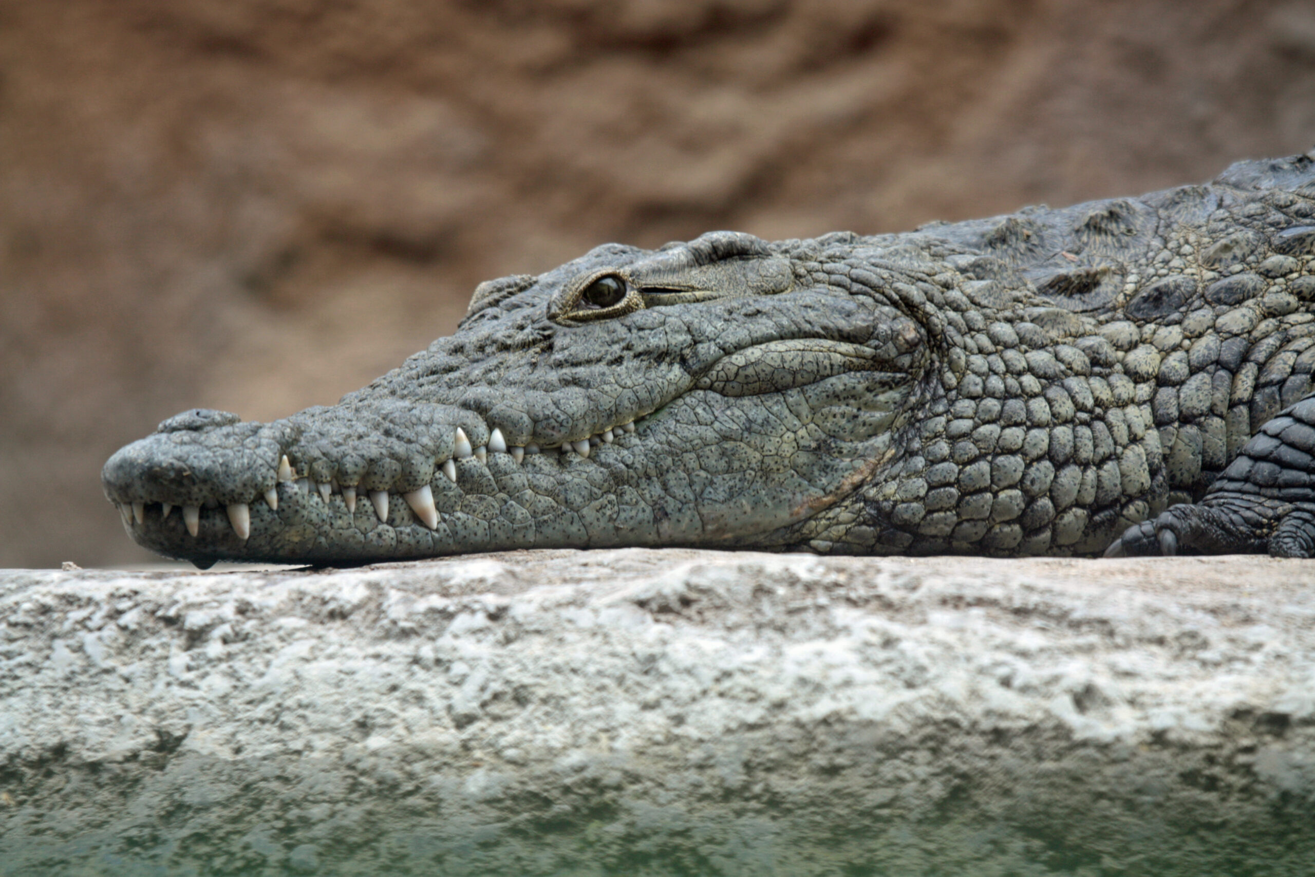 Сите слушнале за терминот „крокодилски солзи“, но дали знаете што значи и како настанал?