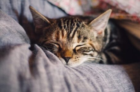 Мачките можат да почувствуваат болест, а имаат и голема моќ на исцелување: Се зависи од ОВА!