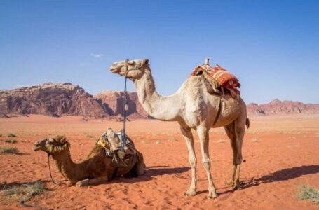 Сите знаат дека камилите можат да издржат многу денови без вода – но, како навистина ги преживуваат топлите денови?