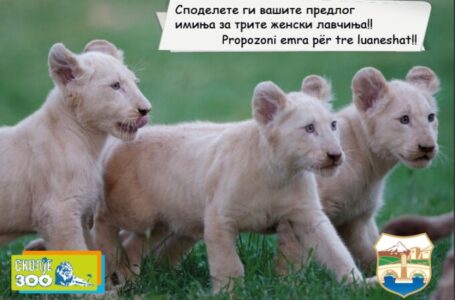 Зоо Скопје бара имиња за трите женски лавчиња