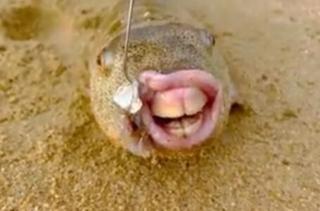 Риба со „човечки“ заби уловена на брегот на Мексико