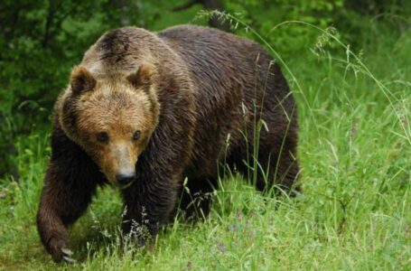 НП „Маврово”: Повредена мечка на потегот Јанче- Ростушки Мост, може да биде агресивна