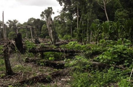Експерт: Речиси 178 милиони хектари нето-загуба на шуми низ светот во период од 30 години