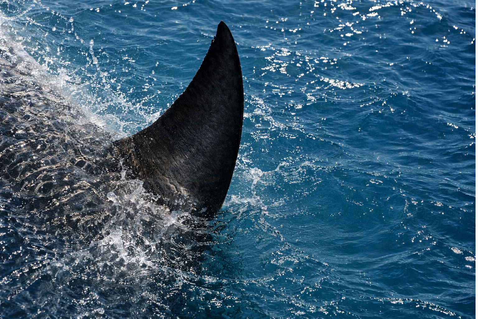 Вториот најголем вид ајкула снимен во близина на хрватски остров