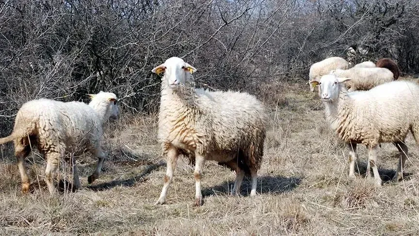 Нови случаи на сипаници кај овци и кози во Северна Македонија, „нема опасност за луѓето“